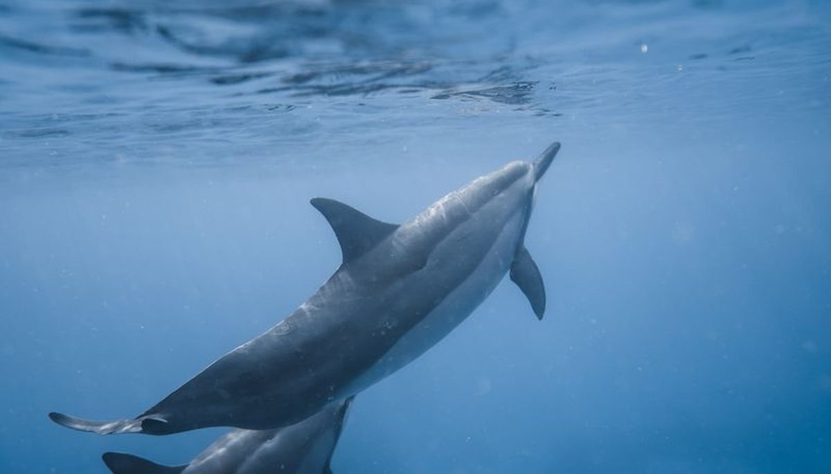 Nado con Delfines