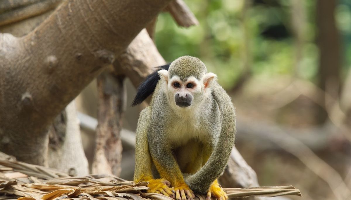 Monkeyland